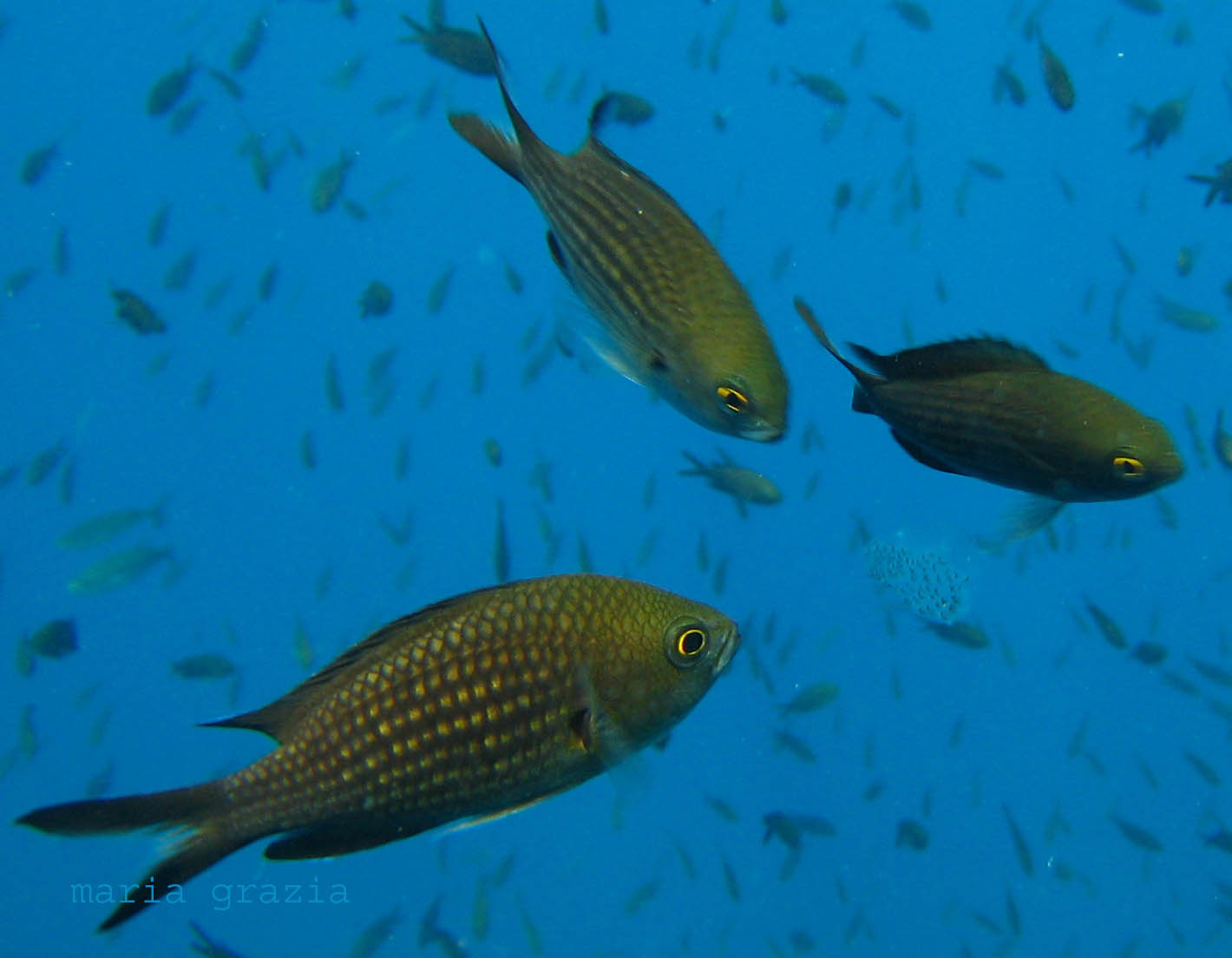 Pomacentridae:Chromis chromis (Linnaerus, 1758)  Castagnola